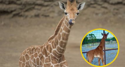 Nace jirafa sin manchas en zoológico de Estados Unidos; es la única del mundo