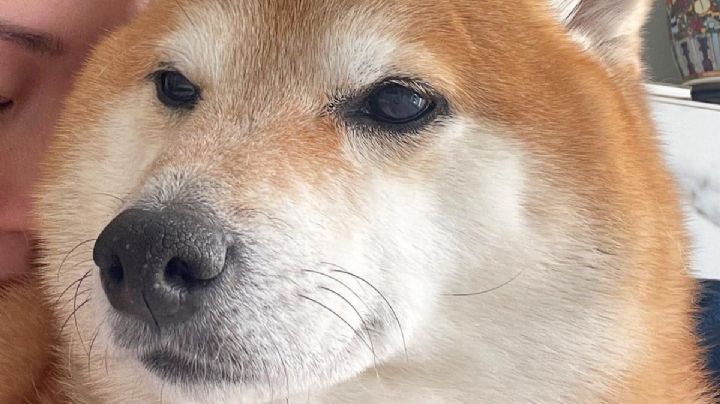 ¿Cheems mexicano? Perrito se vuelve viral por su gran parecido con el lomito de los memes