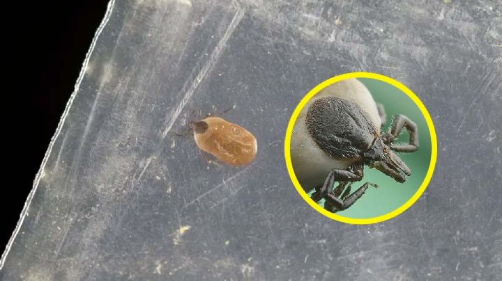 Guarda garrapata en bolsa hermética; esto pasó en dos semanas