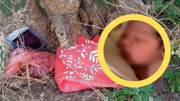 Hallan a bebé recién nacida en bolsa de plástico, en nopalera y lleno de hormigas