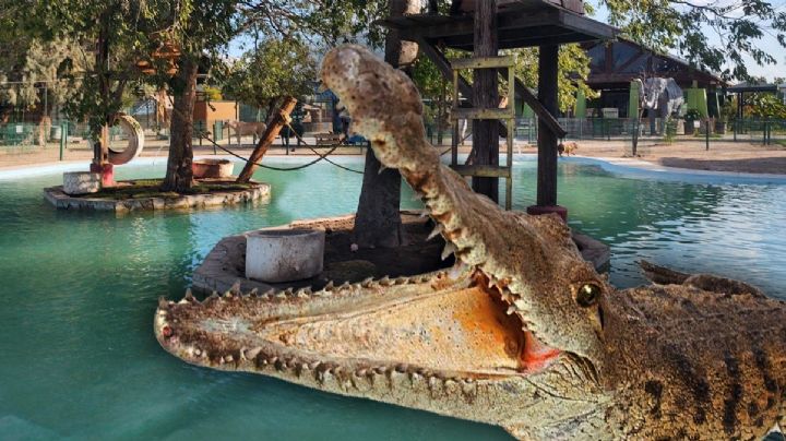 Recordamos a Fortunato, el cocodrilo que conquistó Nuevo Laredo... y ahora es "cocodrila"