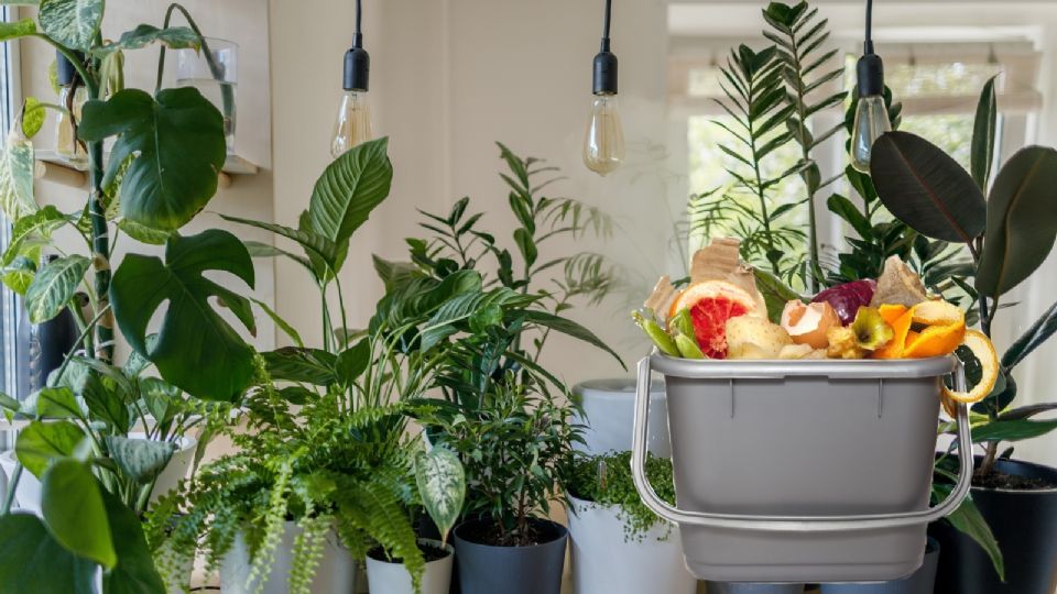 Mujer le da de ‘comer’ basura a sus plantas; este es el motivo | VIDEO
