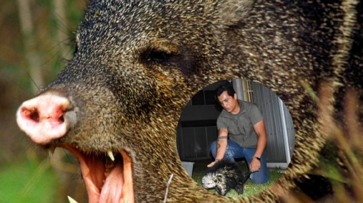 Biólogo clama por ayuda, luego de ser atacado por un jabalí | FOTO y VIDEO