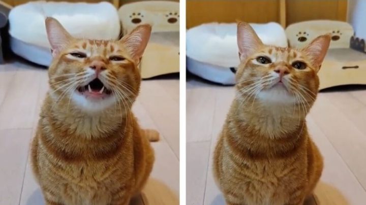 Gatito maúlla como si estuviera cantando y se vuelve viral | VIDEO