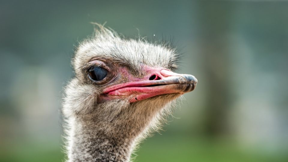 Hombre sacó a pasear a su avestruz en Apocada, NL