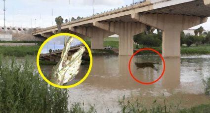 'Monstruo' de 3 metros que vive en el río Bravo es buscado por pescadores | VIDEO