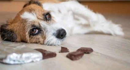 Identifica los alimentos que son venenosos para tus mascotas