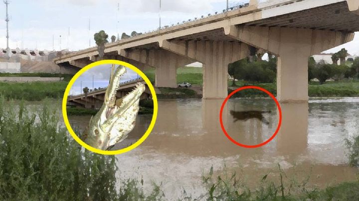 'Monstruo' de 3 metros que vive en el río Bravo es buscado por pescadores | VIDEO