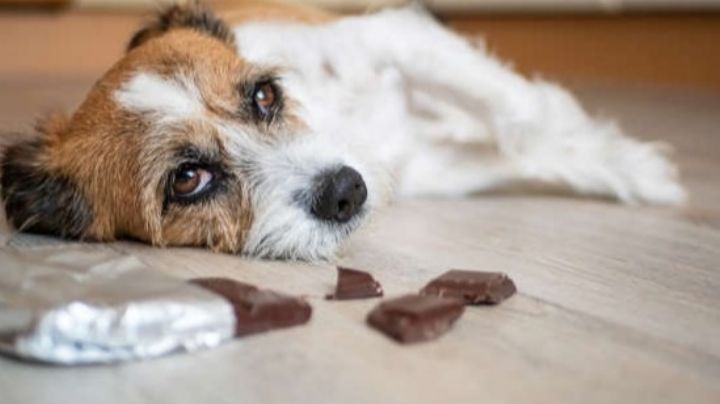 Identifica los alimentos que son venenosos para tus mascotas