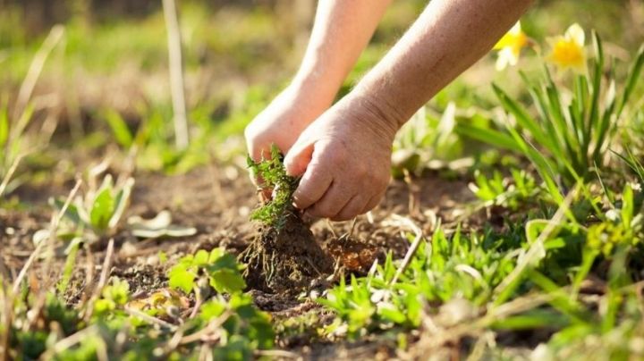 Deshazte de la maleza en tu patio o jardín, con estos herbicidas caseros