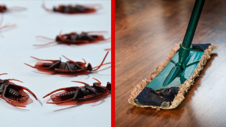 Dile adiós a las cucarachas con esta receta casera para trapear el piso