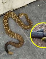 Foto descriptiva de: Señales para detectar que hay una víbora en casa o jardín