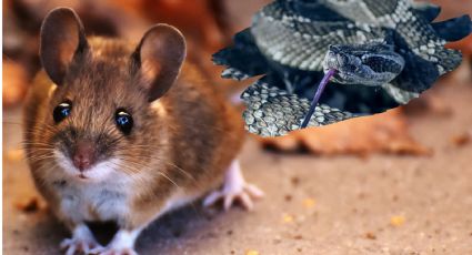 'Madre es madre': rata rescata a su cría de la mandíbula de una víbora | VIDEO
