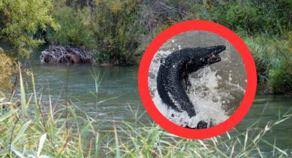 Atrapan espectacular 'monstruo' negro en Texas; esto hicieron con él | FOTOS