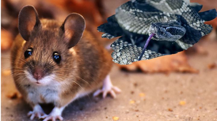 'Madre es madre': rata rescata a su cría de la mandíbula de una víbora | VIDEO