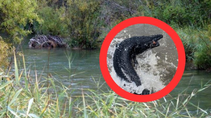 Atrapan espectacular 'monstruo' negro en Texas; esto hicieron con él | FOTOS