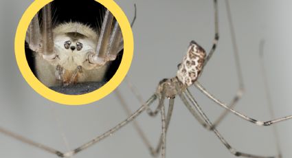 Arañas patonas: por este motivo no debes deshacerte de ellas