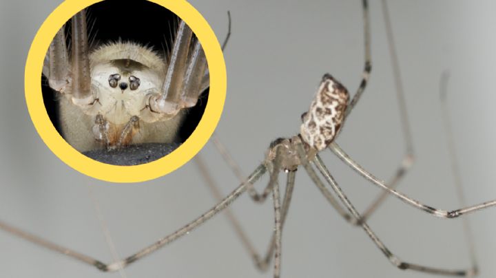 Arañas patonas: por este motivo no debes deshacerte de ellas