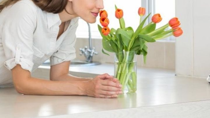 Cinco plantas que ayudan eliminar los malos olores de tu casa