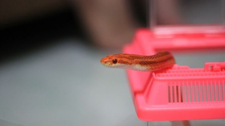 ¿Qué tipo de víboras podemos tener en la casa? Estas son las más comunes