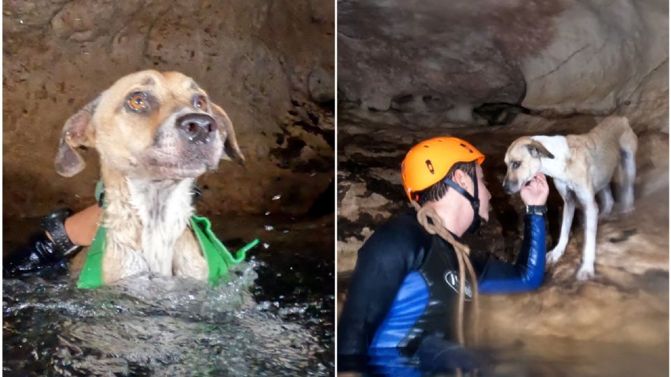 La perrita 'Shakira' fue rescatada de un cenote en Yucatán