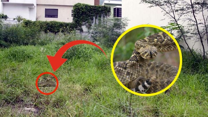 Una víbora en casa puede ser detectada si consideras esta señal