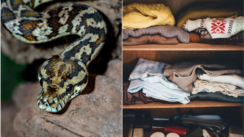 Así ocurrió el ataque de una serpiente a una niño en Xochimilco