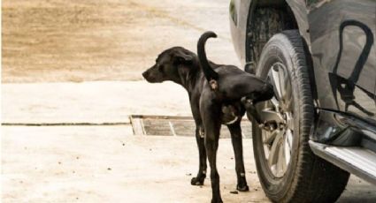 Te has preguntado ¿por qué los perros se orinan en las llantas de los carros?