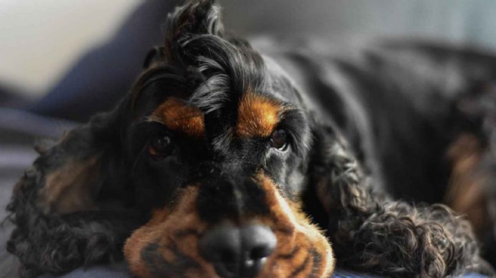 Perro policía le da reanimación cardiopulmonar a compañero | VIDEO