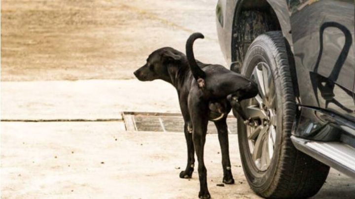 Te has preguntado ¿por qué los perros se orinan en las llantas de los carros?