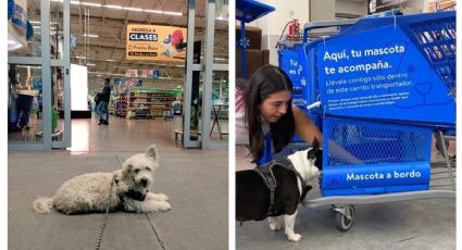 Walmart ya es pet friendly; esto debes hacer para llevar a tus mascotas