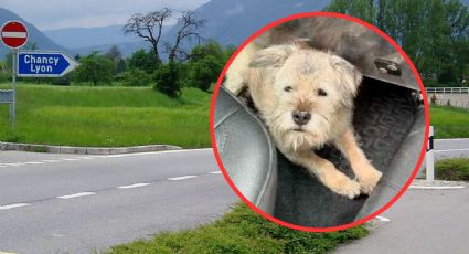 Perrita recorre 163 kilómetros, se equivoca de camino y se hace viral; ¿qué ocurrió?