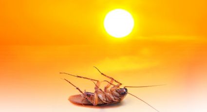 Así afectan la canícula y las altas temperaturas de verano a las cucarachas