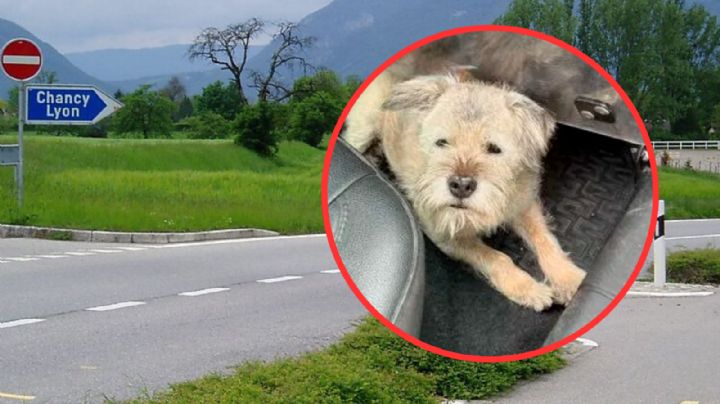 Perrita recorre 163 kilómetros, se equivoca de camino y se hace viral; ¿qué ocurrió?