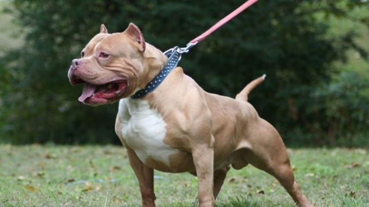 Niña de 5 años es atacada por pitbull al correr a abrazar a su abuelita; le desfigura la cara