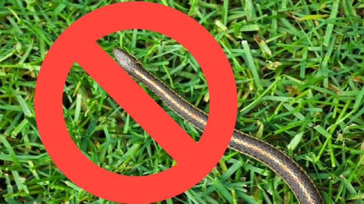 Repelente casero para evitar víboras en tu casa; paso a paso | VIDEO