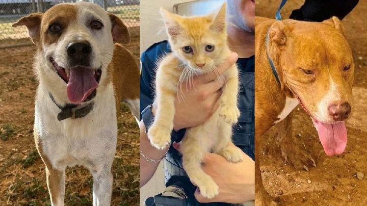 En Laredo, Texas hay 500 mascotas que están listas para ser adoptadas en LACS