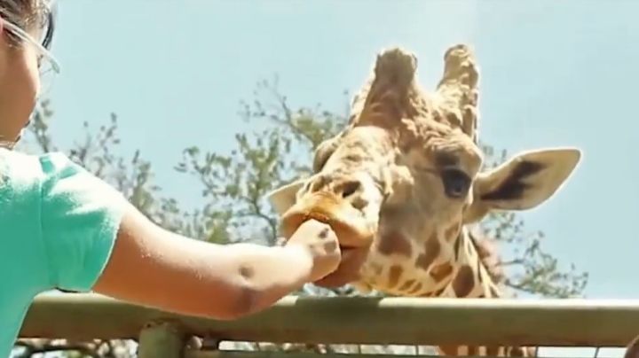 El Bioparque Estrella en Montemorelos, es una visita obligada en vacaciones