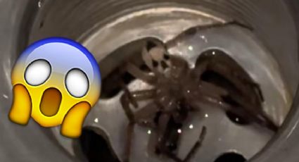 Encuentra araña con calavera en su casa y usuarios le advierten de mal augurio | VIDEO