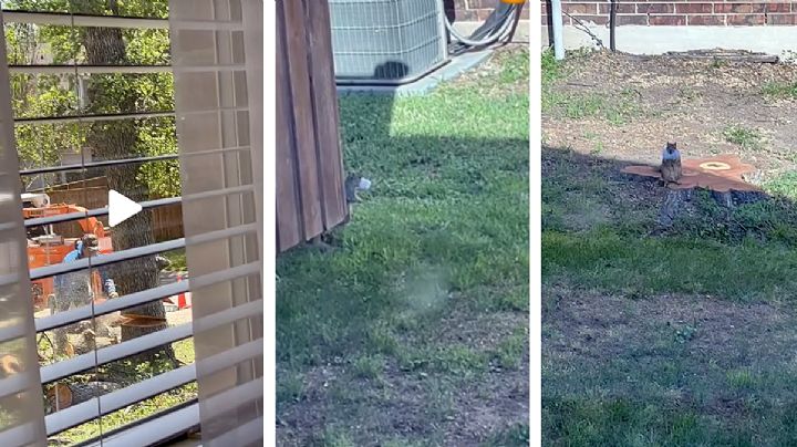 Ardilla se pone triste cuando derrumban el árbol que usaba como hogar | VIDEO