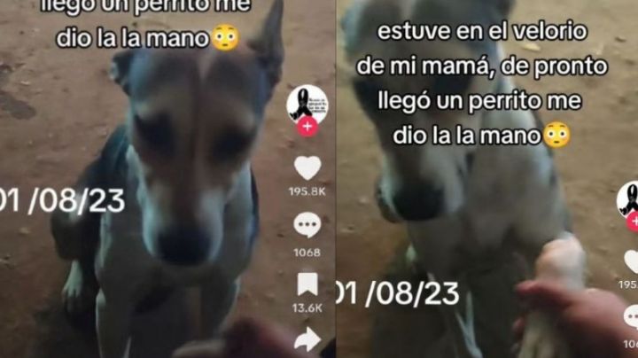 Lomito callejero se acerca a dar el pésame a hombre que velaba a su madre | VIDEO