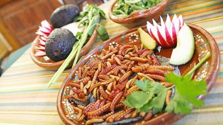 Beneficios a la salud que aportan los gusanos de maguey al organismo