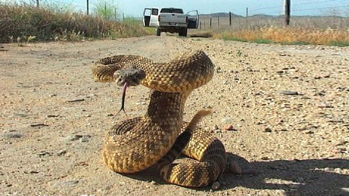 Víbora de cascabel moría de sed y hombre arriesga su vida para darle sorbos de agua | VIDEO