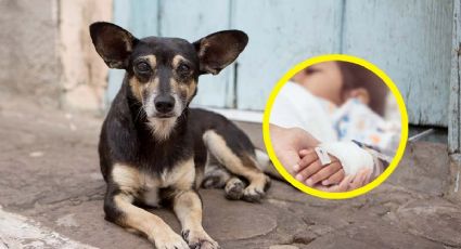 Perro es acusado de abusar de niño; los padres del menor así lo señalaron