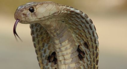 Algunas curiosidades de las cobras, que seguro no conocías