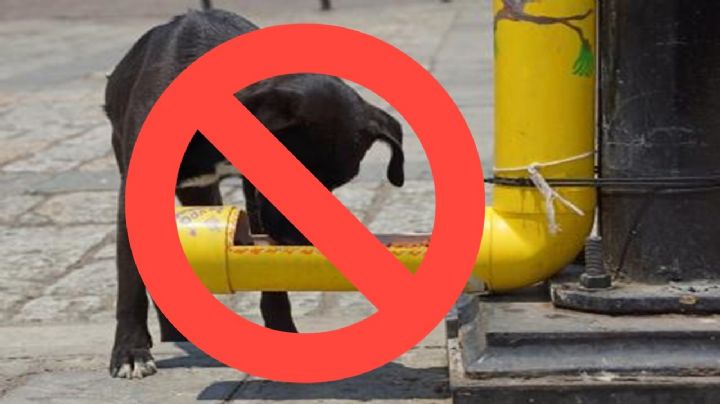 Por estas razones no debes colocar dispensadores de croquetas a los perros callejeros