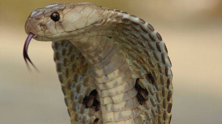 Algunas curiosidades de las cobras, que seguro no conocías