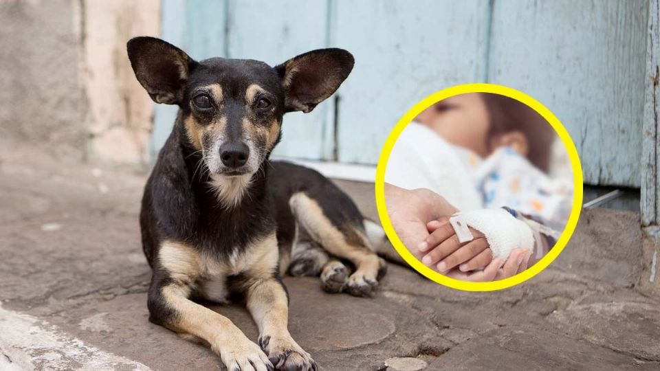 Padres acusan a perro de violar a su hijo