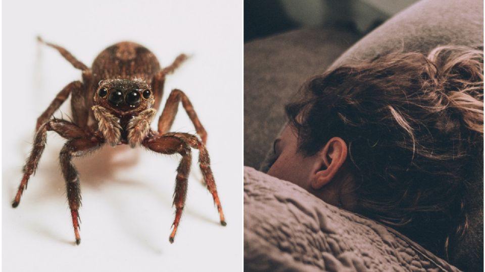 ¿Nos podemos tragar una araña mientras dormimos?