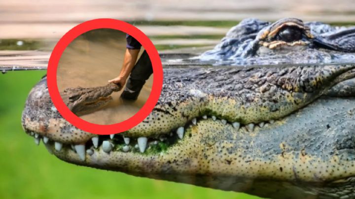 Con este impresionante método, profesionales capturan imponentes cocodrilos
